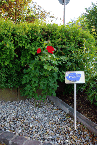 Die Weihnachtsrose war ein Geschenk von Himmelstadt, anläßlich der Treffen der Weihnachtspostämter 2008.